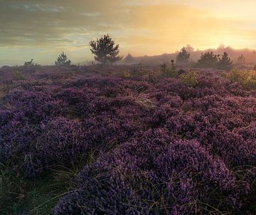 Heide in de Schoorlse duinen met mist #6 van peterheinspictures