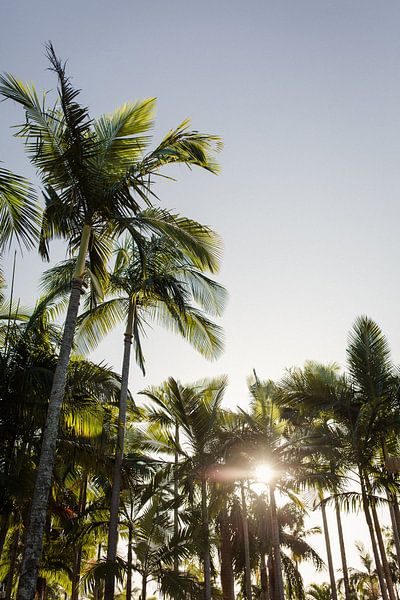 Palm trees with sun - Byron Bay, Australia by Bas Verburg