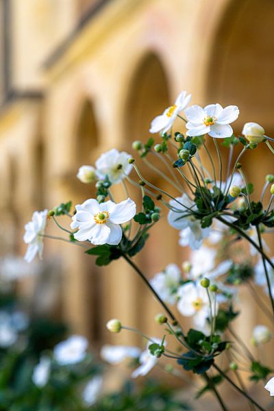 Witte bloemen van Daisy Renders