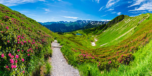 Alpenrosenblüte, Fellhorn, Allgäuer Alpen