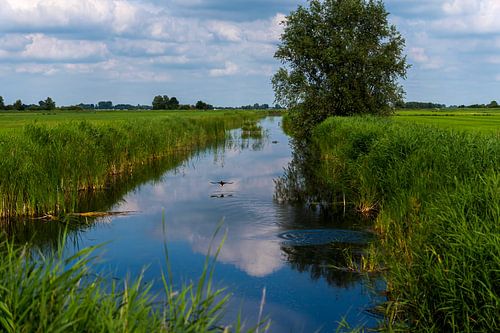 Flying Wild Duck over the Frisian Ditch