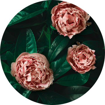 Roze pioenroos, peony, op groen blad van Joske Kempink