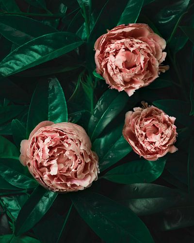 Roze pioenroos, peony, op groen blad