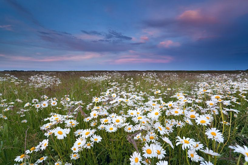 Summer beauty van Olha Rohulya