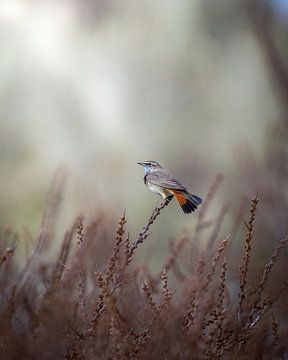 Blauwborst van Tom Zwerver