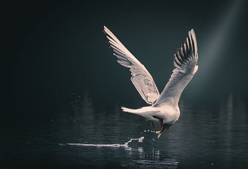Eine Möwe fliegt über dem Wasser und fängt Fische