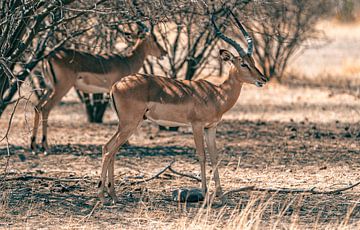 Impala antelope in Etosha National Park in Namibia, Africa by Patrick Groß