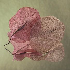 Gemeinsam zerbrechlich: Zwei Blätter der Bougainvillea von Marjolijn van den Berg
