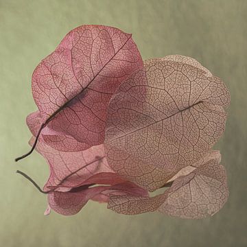 Samen fragiel: Twee blaadjes van de Bougainvillea van Marjolijn van den Berg