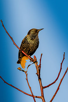 Bird