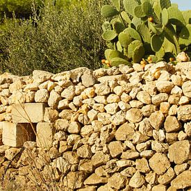 Wall with cactus fruit plant by Jadzia Klimkiewicz