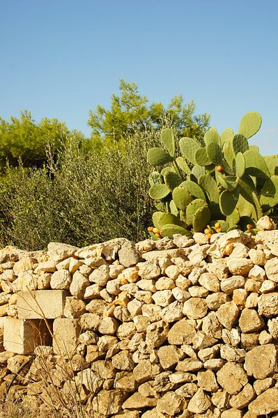 Wall with cactus fruit plant by Jadzia Klimkiewicz