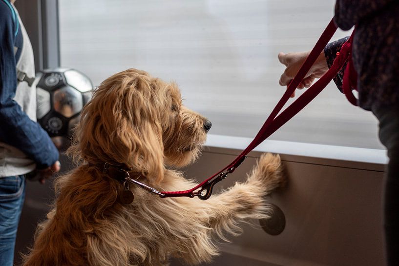 Hond kijkt uit een rijdende trein van Stephan Schulz