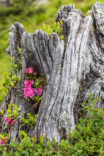 Alpenroosjes in een boomstronk