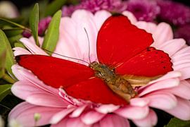 Een exotische vlinder op een bloem van Roland Brack