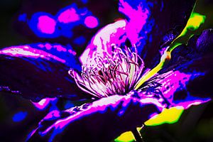 Clematis von Rob Boon