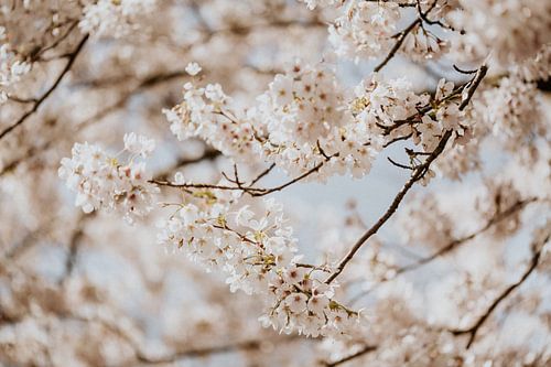 Blossom 8 - Isis Sturtewagen