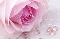 Zacht roze roos met druppels van LHJB Photography thumbnail
