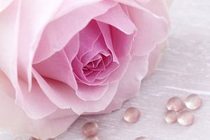 Zartrosa Rose mit Tropfen von LHJB Photography