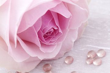 Soft pink rose with drops by LHJB Photography