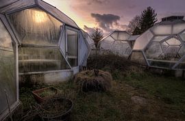 Flowers and Bees by Perry Wiertz