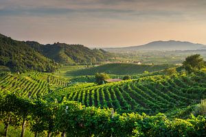 Prosecco Hügel, Weinberge Panoramablick, Italien