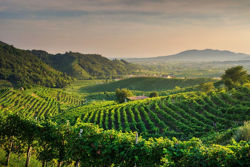 Prosecco Hügel, Weinberge Panoramablick, Italien von Stefano Orazzini