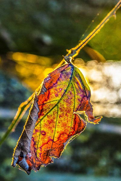 Autumn is colourful by Norbert Sülzner