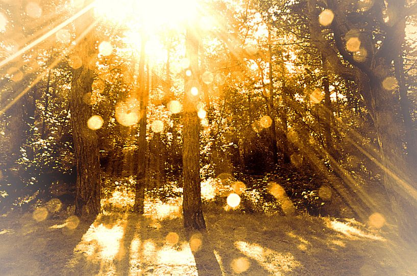 dawn at golden wood von Barry van de Laar