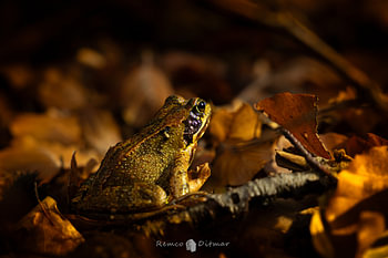 brauner Frosch im Wald