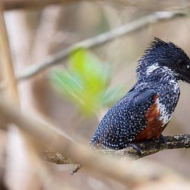 Giant Kingfisher sur Guy Florack