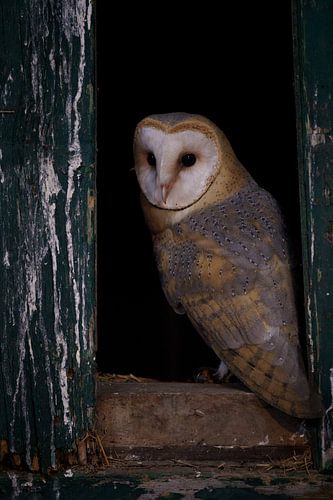 Geest van het donker