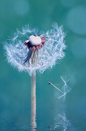 Pusteblume von Violetta Honkisz