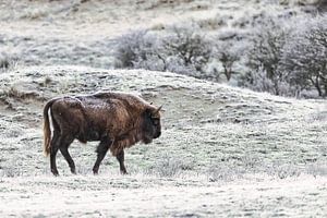 Wisent