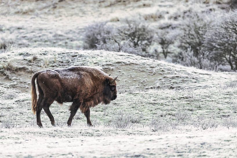 Wisent par Esther Bakker-van Aalderen