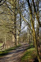 Forest walk during early spring.