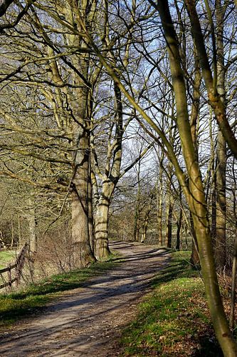 Waldspaziergang im Vorfrühling.