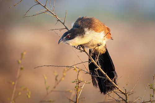Burchell's Coucal