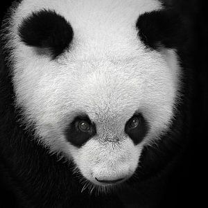 Schwarz-Weiß-Porträt eines Pandabären