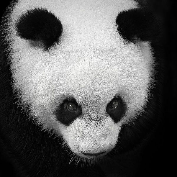 Schwarz-Weiß-Porträt eines Pandabären von Chi