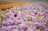 Tulpen, Tulpen und noch mehr Tulpen von FotoGraaG Hanneke Miniaturansicht