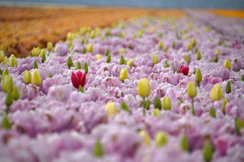 Des tulipes, des tulipes et encore des tulipes !
