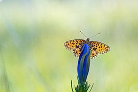 Silver Moon butterfly on an early summer morning by Francis Dost