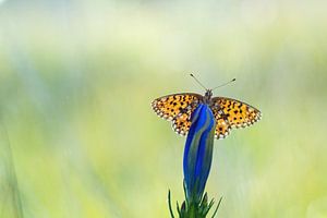 Silbermondfalter an einem frühen Sommermorgen
