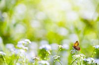 Kleine vuurvlinder in het zonlicht op een bloem
