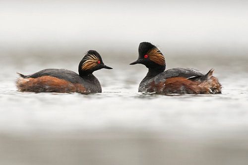 Houden van von Rob Kuiper