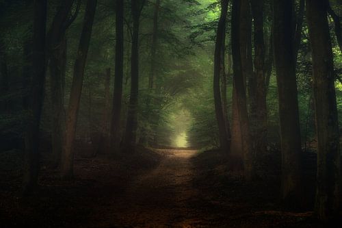 Een prachtige ochtend in het Speulderbos