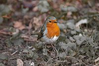 De roodborst, lekker brutaal vogeltje