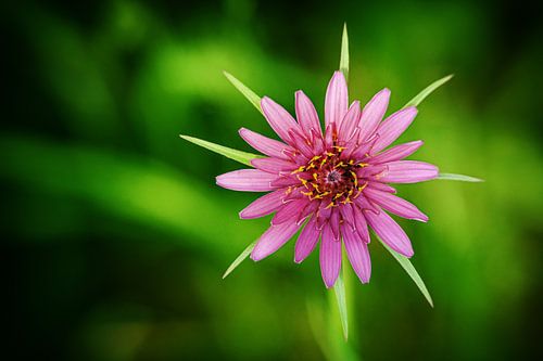 Starburst