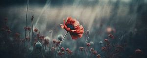 Poppy In Field